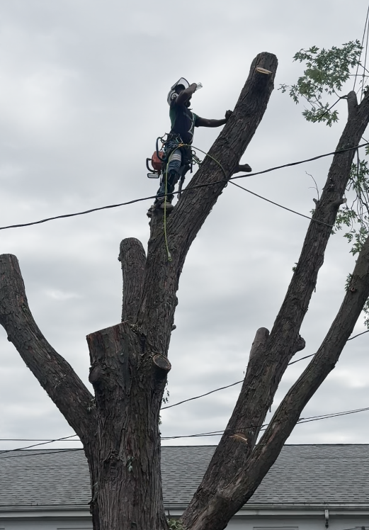Emergency Tree Service